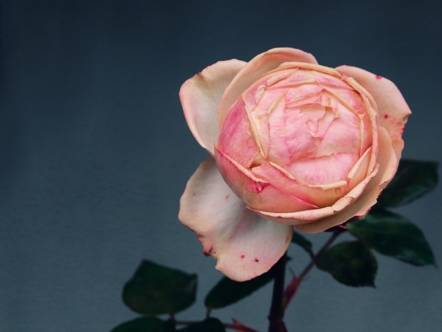 Розовый распускающийся цветок розы на сером фоне