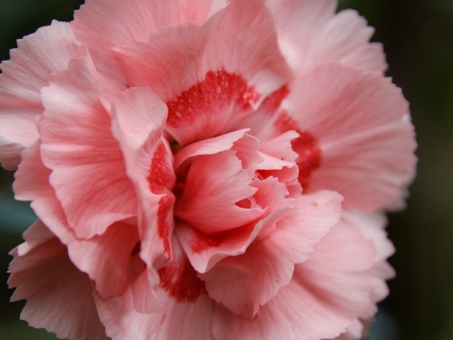 Розовая гвоздика крупным планом