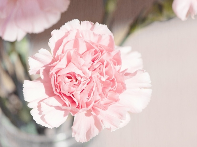 Розовый цветок гвоздики в букете крупным планом