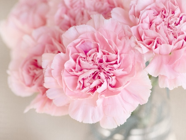 Розовые гвоздики крупным планом