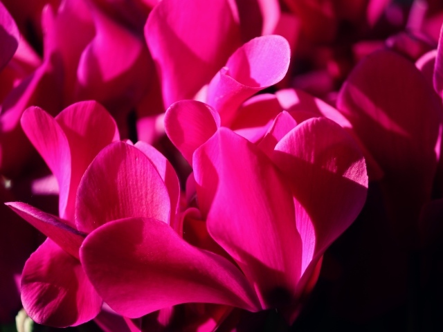 Розовые цветы цикламена крупным планом