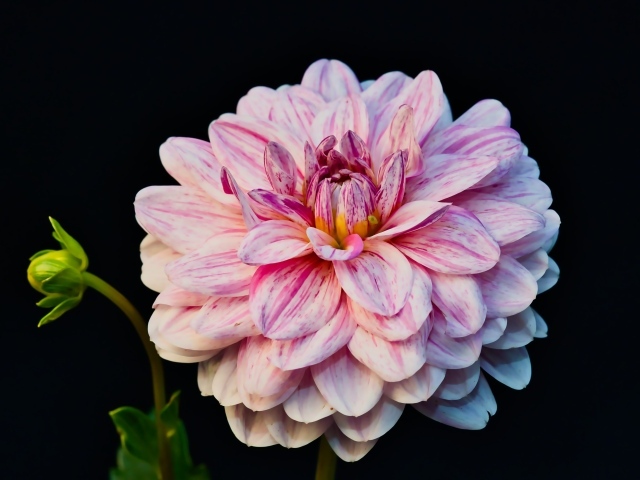 Розовый цветок георгина с бутоном на черном фоне