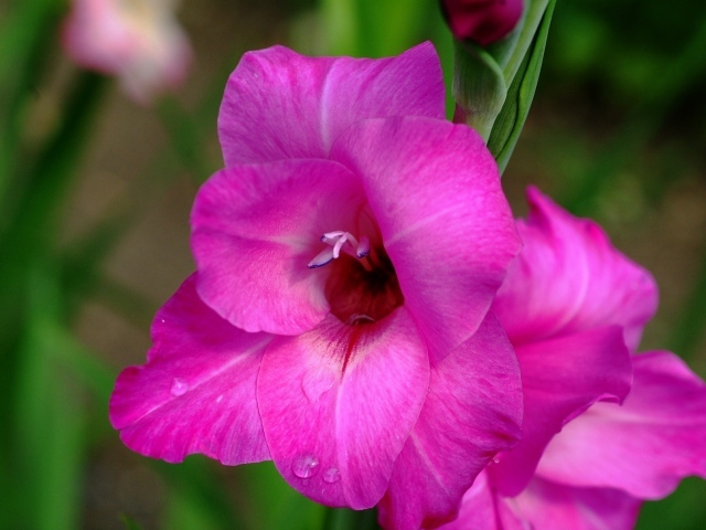 Розовый нежный цветок гладиолуса