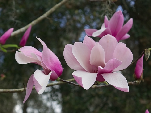 Розовые нежные цветы магнолии на ветке