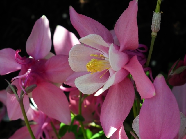 Розовые цветы водосбор крупным планом