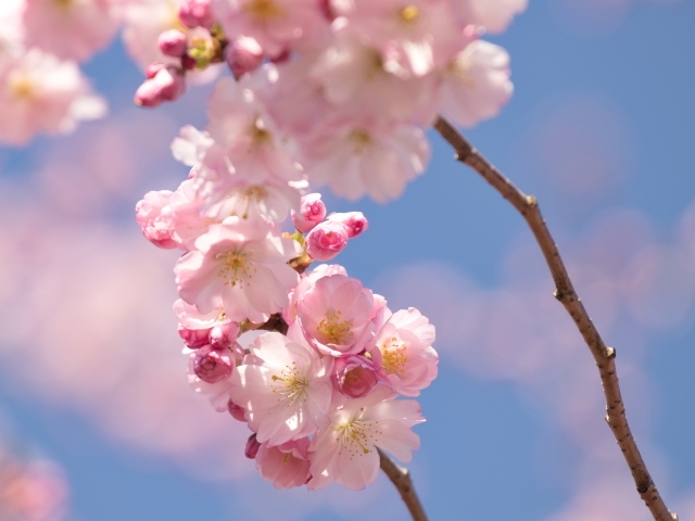 Розовые цветы на ветке на фоне голубого неба весной