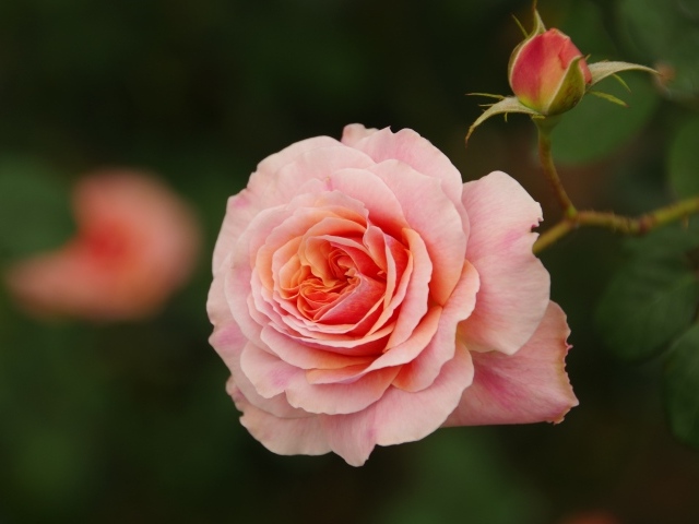 Розовая ароматная роза с бутоном 