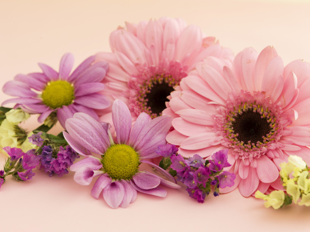 Розовые герберы и хризантемы крупным планом