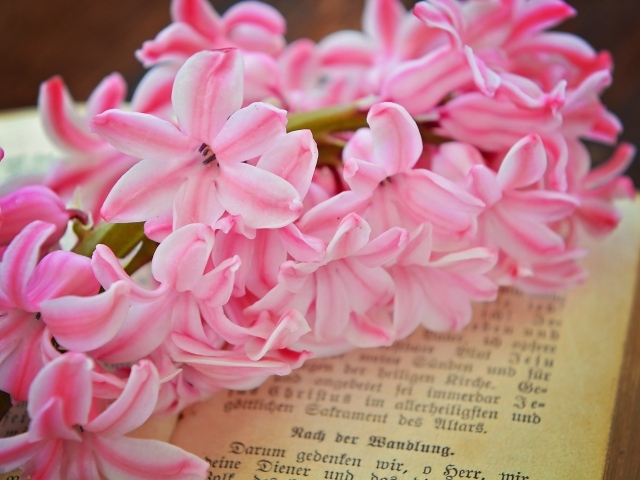 Розовый цветок гиацинта лежит на книге