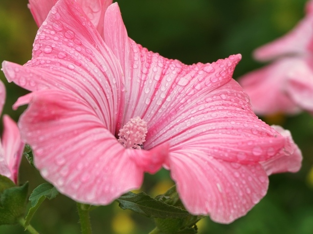 Розовый цветок лаватера