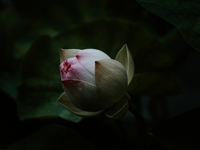 Бутон розового цветка лотоса крупным планом