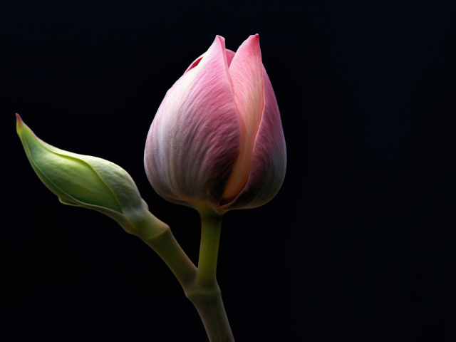 Розовых цветок лотоса на черном фоне