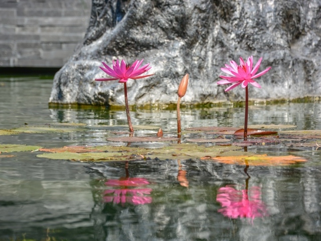 Розовые цветы лотоса отражаются в воде