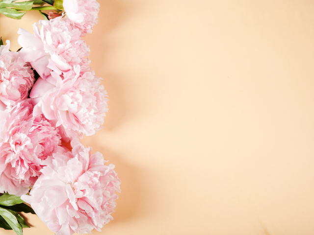 Розовые пионы на бежевом фоне,  шаблон 