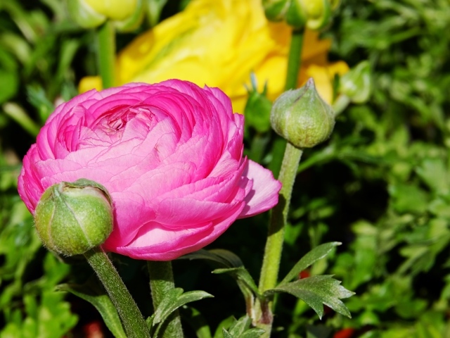 Розовый цветок лютика с бутонами