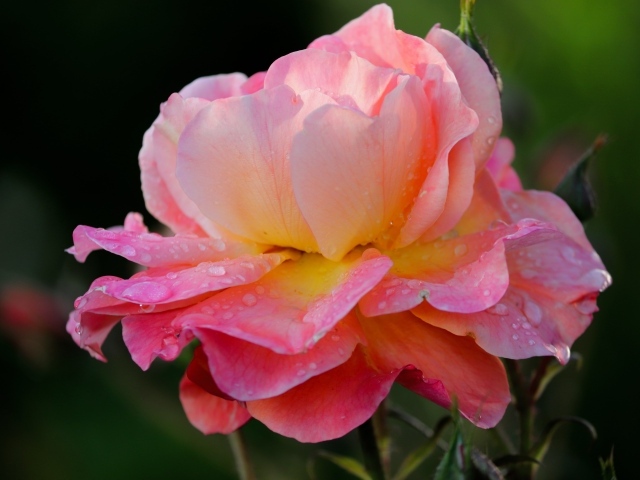 Розовый цветок розы с каплями росы на лепестках