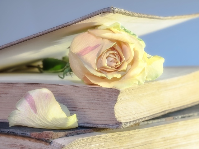 Розовая роза в книге на столе