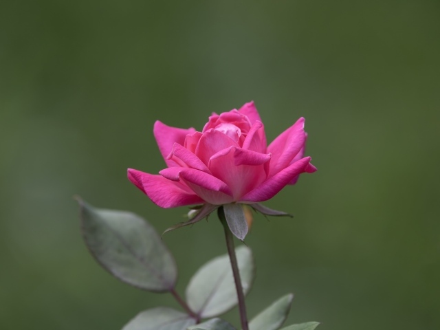 Розовая роза с зелеными листьями крупным планом