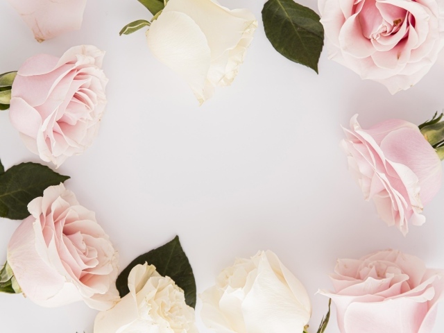 Розовые розы на сером фоне, шаблон для открытки