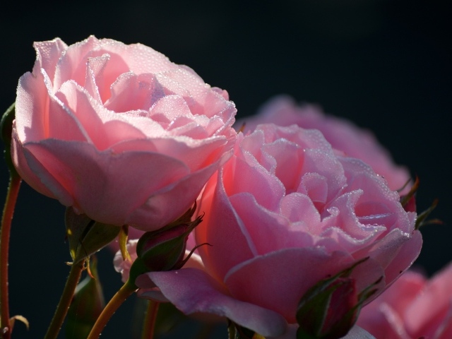 Розовые розы с бутонами в каплях росы крупным планом