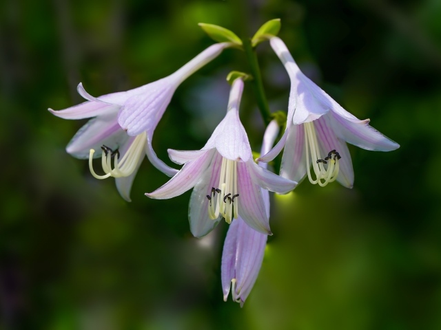 Розовые маленькие садовые лилии на ветке