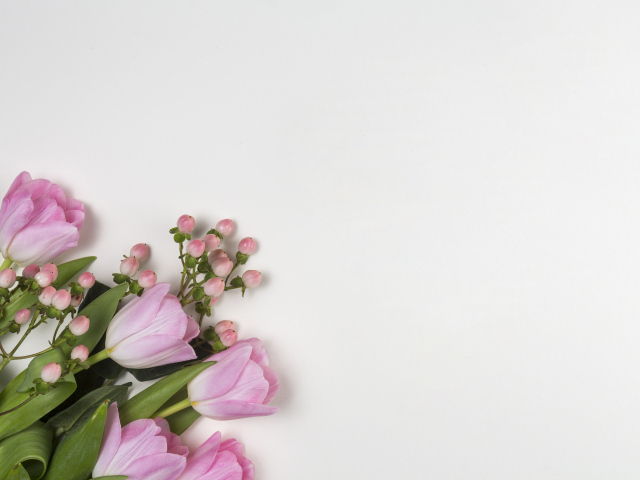 Розовые тюльпаны на сером фоне, шаблон для открытки