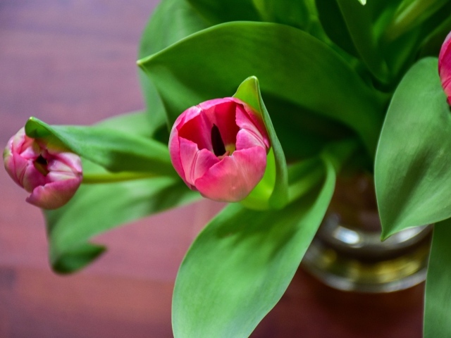Розовые тюльпаны с зелеными листьями в вазе на столе