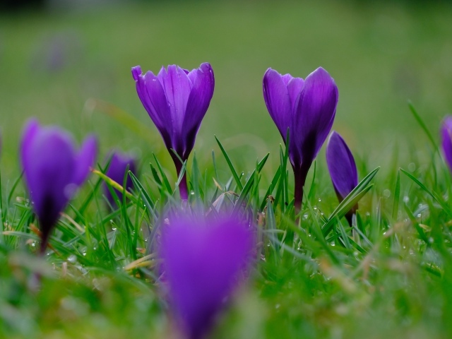 Фиолетовые крокусы на мокрой зеленой траве