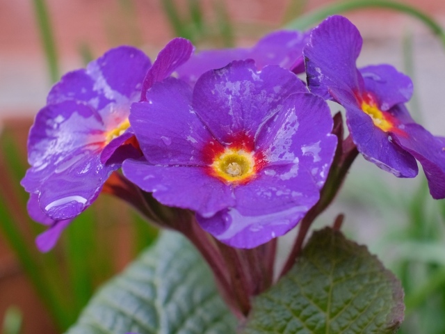 Фиолетовый комнатный цветок примула