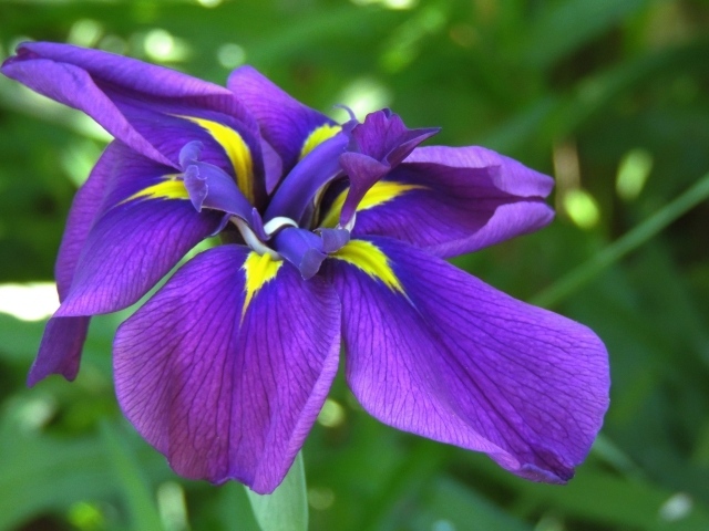 Фиолетовый цветок ириса крупным планом