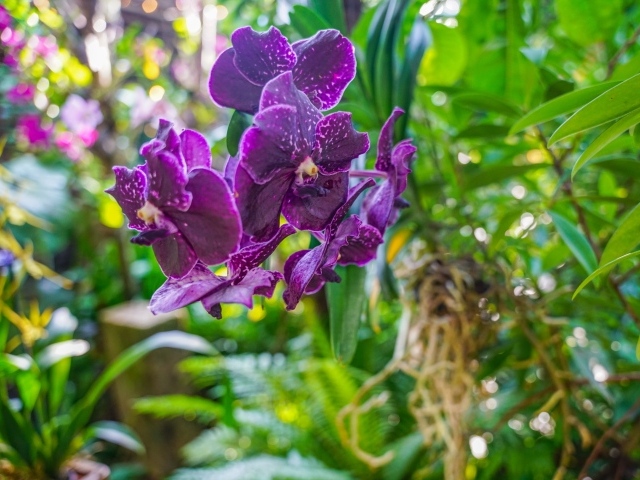 Фиолетовые цветы орхидеи в оранжереи