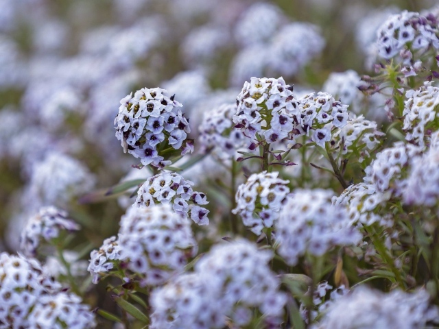 Фиолетовые цветы флокса на клумбе