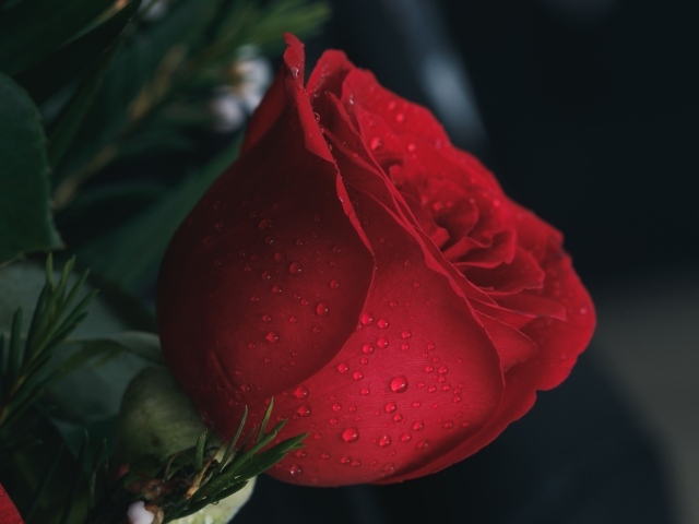 Красная английская роза в каплях росы