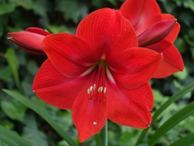 Красный цветок амариллис крупным планом