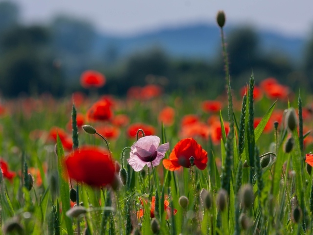Красные и розовые полевые маки с зелеными колосками