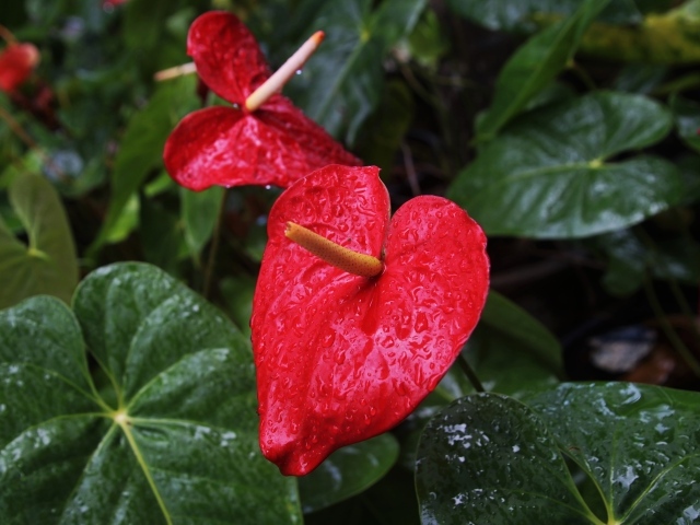 Красные цветы антуриум под дождем