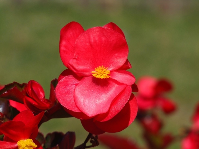 Красные цветы бегонии крупным планом