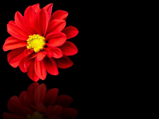 Красный цветок георгина на черном фоне