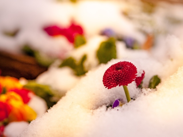 Красный цветок маргаритки под снегом