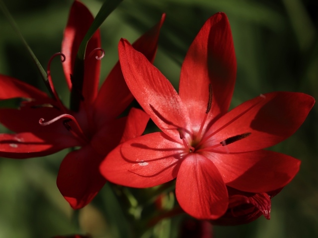 Красные цветы hesperantha семейства ирисовых