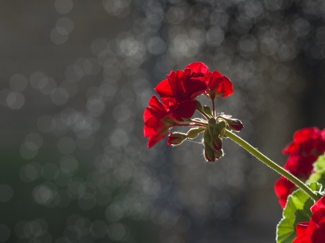Красный цветок герани в лучах солнца