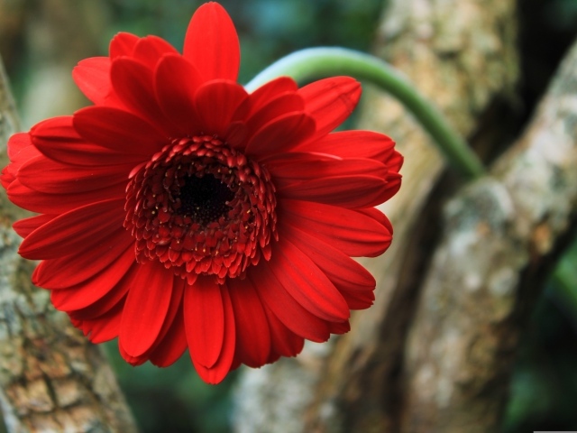 Красный цветок герберы на дереве