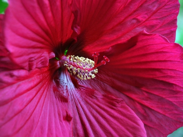 Красный гибискус крупным планом на зеленом фоне