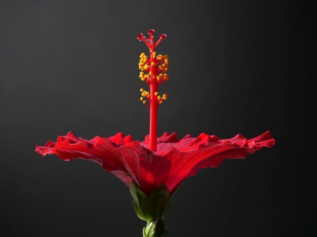 Красный гибискус на сером фоне