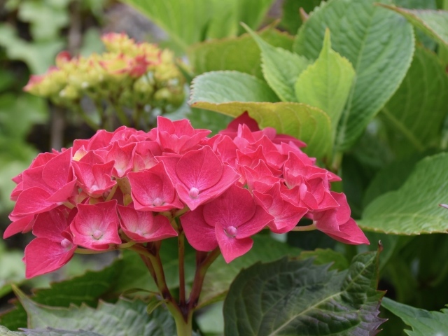 Красная гортензия с зелеными листьями в саду