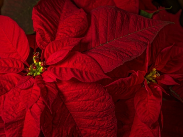 Красный комнатный цветок молочай