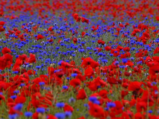 Красные маки и синие васильки на поле