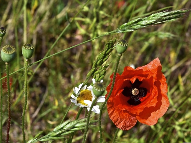 Цветок красного мака в траве