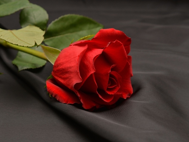 Красная роза на черной ткани