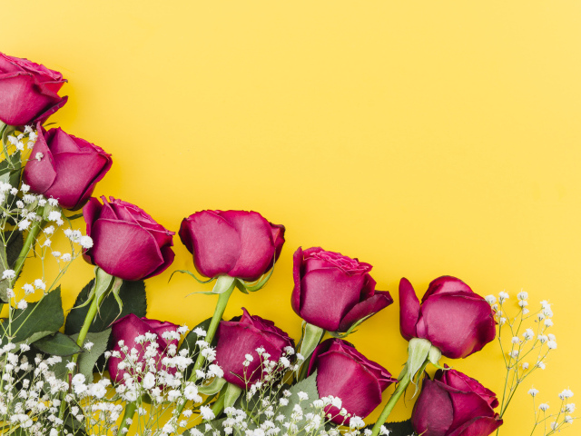 Красные розы с белыми цветами гипсофилы на желтом фоне